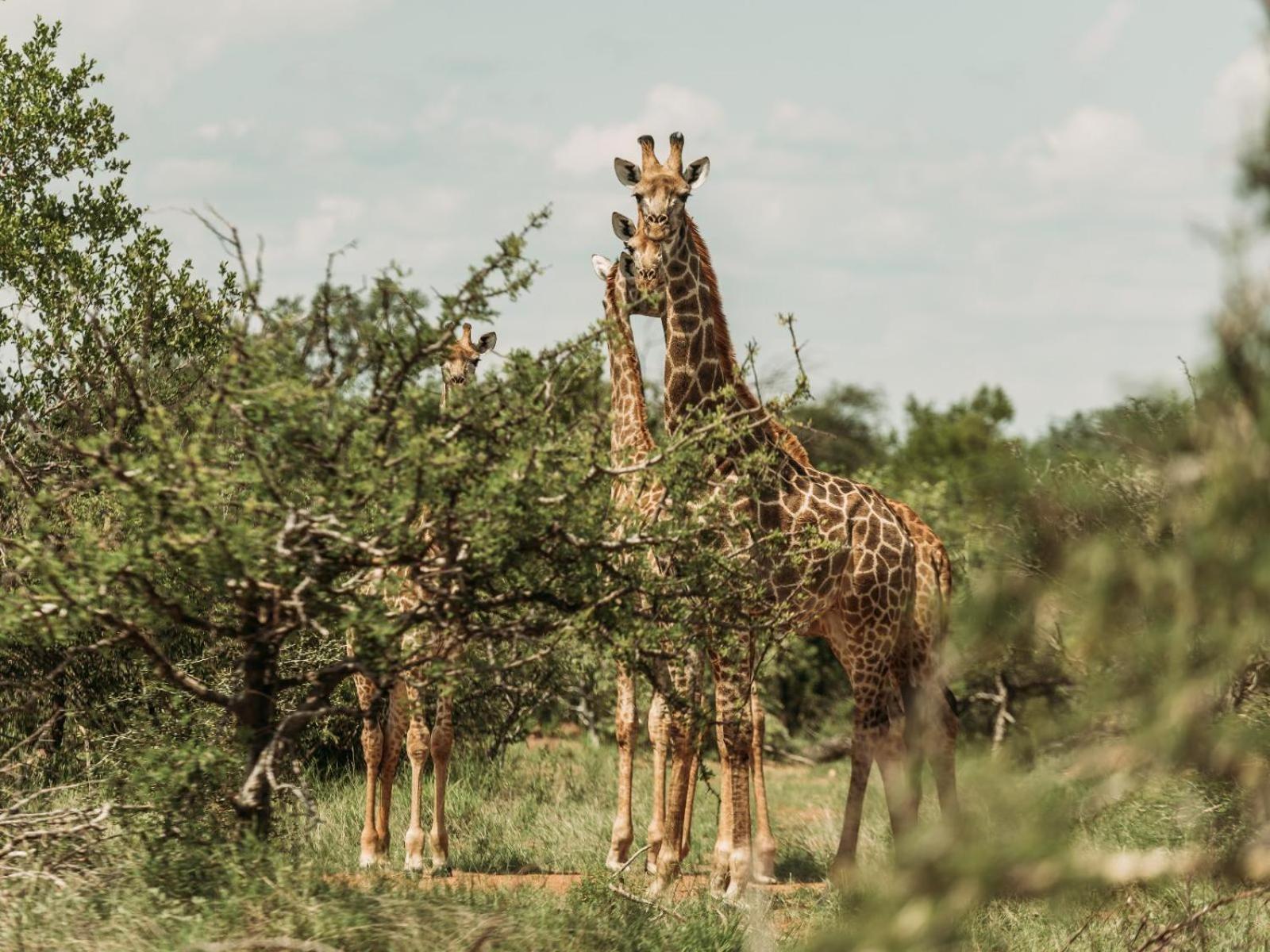 Maroelani Lodge- Greater Kruger Private Reserve Hoedspruit Exterior photo