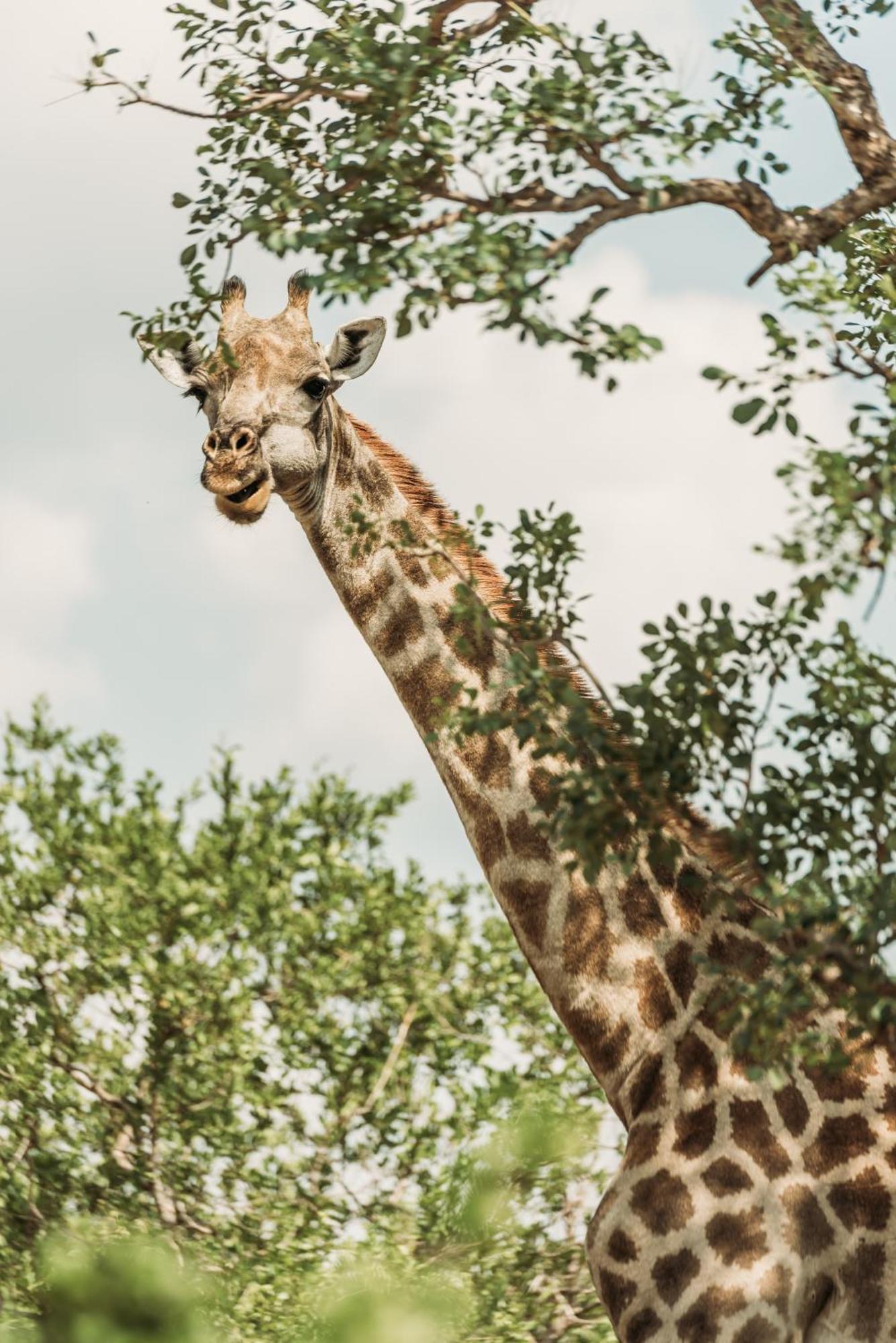 Maroelani Lodge- Greater Kruger Private Reserve Hoedspruit Exterior photo